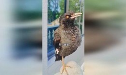 八哥今年爆料了吗视频,揭秘娱乐圈幕后真相